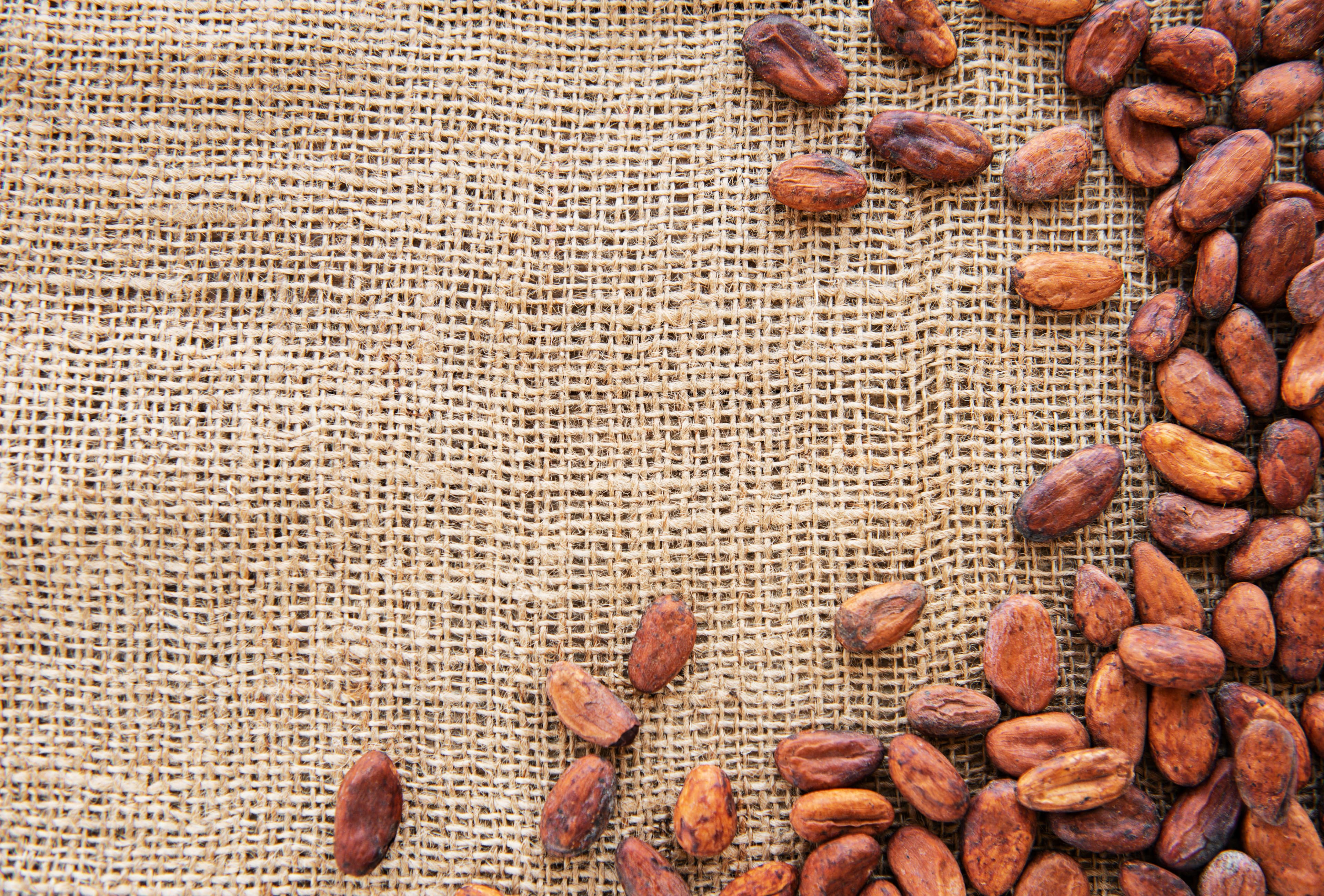 Fèves de cacao sur tissu de jute alimentaire — emballage d'export