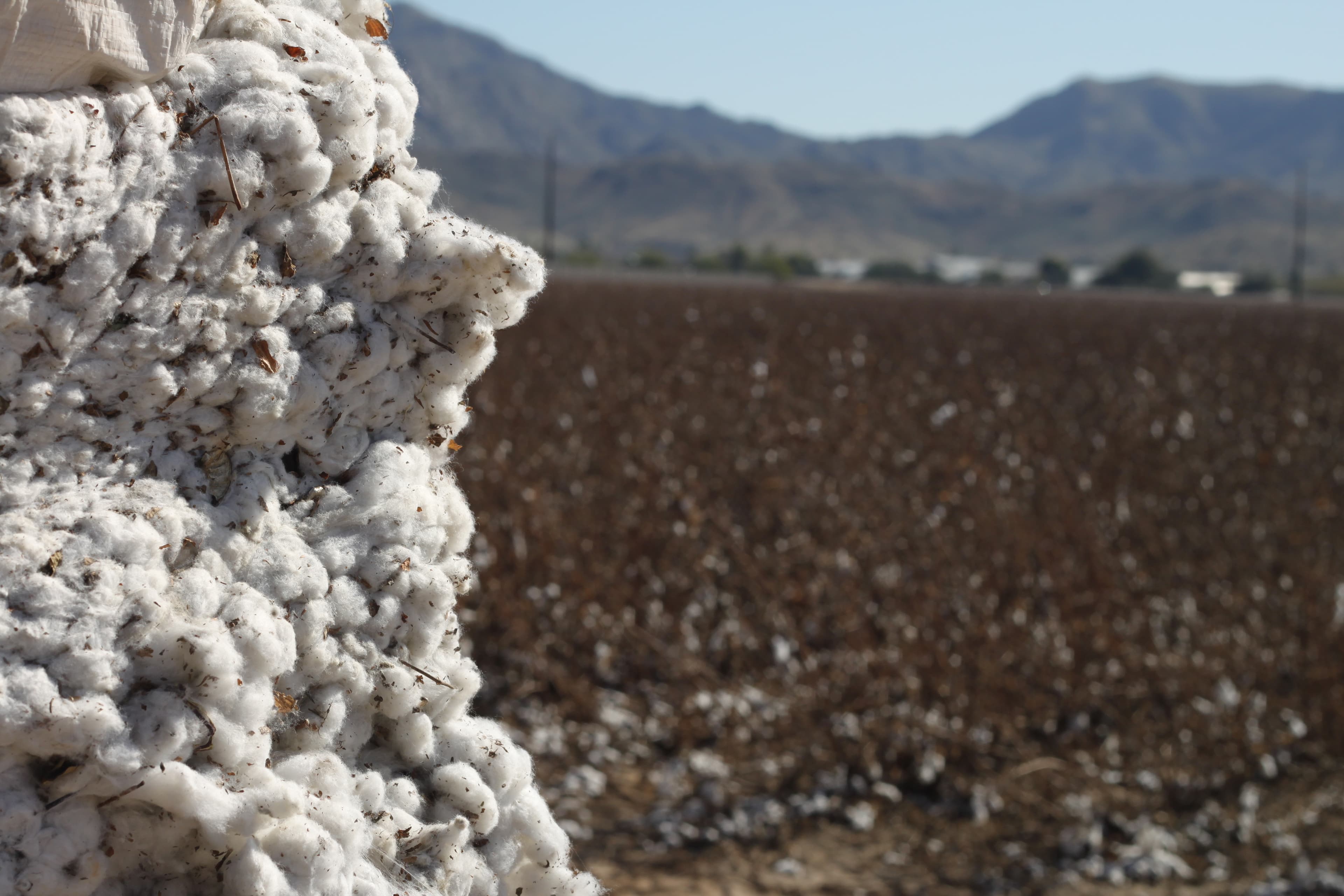 Balle de coton biologique prête pour l'export